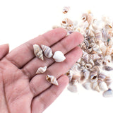 Tiny Miniature Fairy Garden Beach Seashells (2 Tbsp Pack)