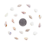 Tiny Miniature Fairy Garden Beach Seashells (2 Tbsp Pack)