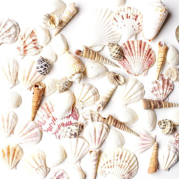 Mixed Beach Seashells - Various Sizes (Approx. 50 Seashells)