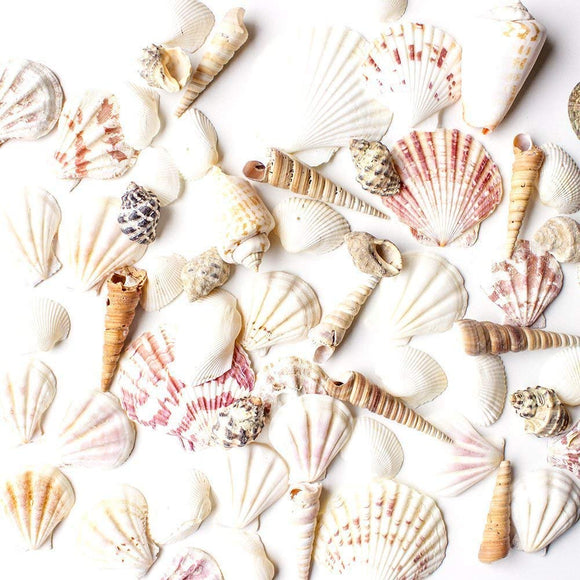 Mixed Ocean Beach Fairy Garden Assorted Seashells (Approx. 50 Pieces)